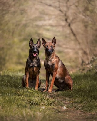 Oxi and Shiro