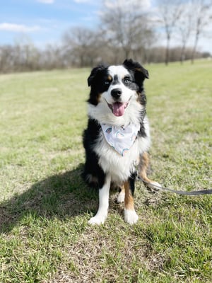 Tucker