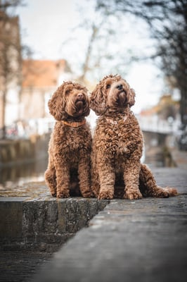 Sammie en Mikkie