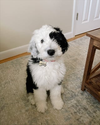 Willow