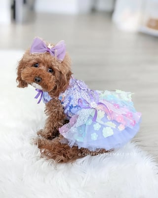 Chiffon