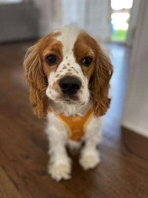 Marlo