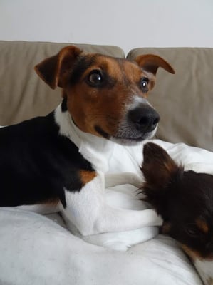 lulu & Napoleon