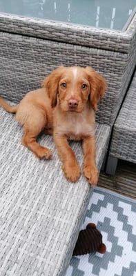 Teddy