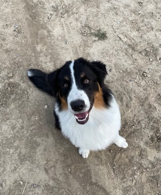 Beau