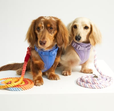 Pepper & Puddles