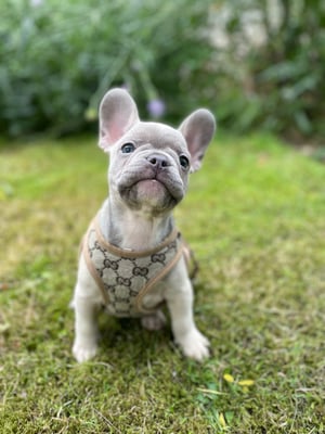 Giovanni