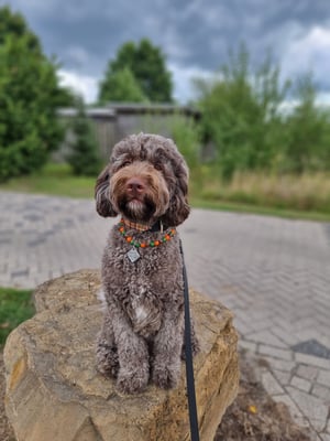 Mixie