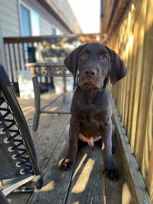 Beau