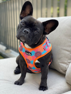 Bowie