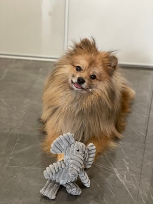 Simba