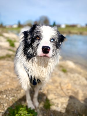 Mochi