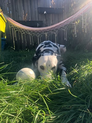 Max