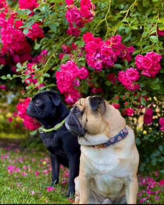 Bobo und Blacky