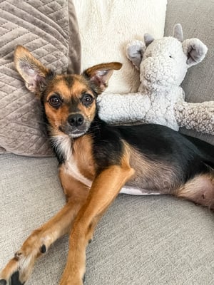 Ellie