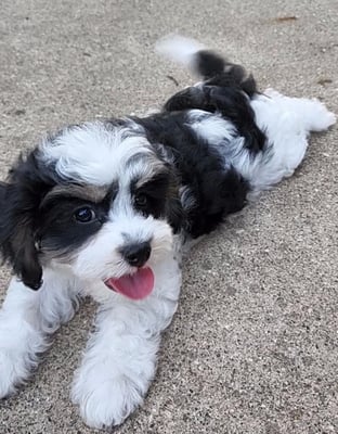 Charlie