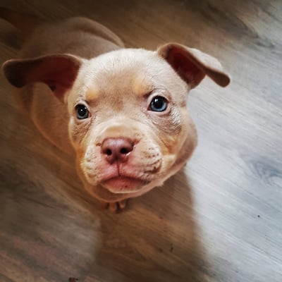 Hugo