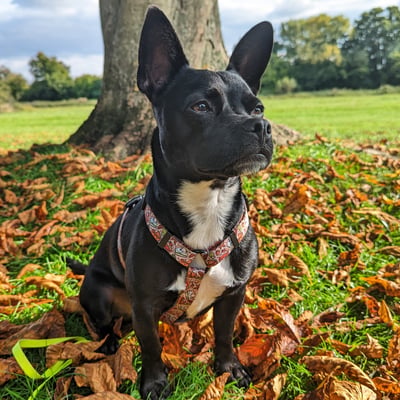 Baxter