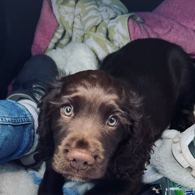 Rolo