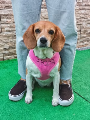 Pipoca
