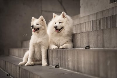Nova & Auri
