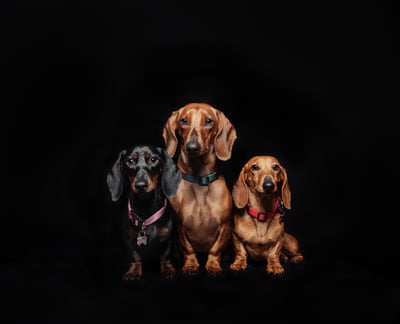 Tuur, Olivia & Leon
