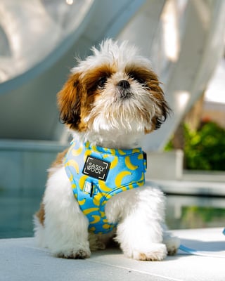 Mr Paco