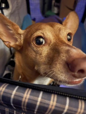 Oscar