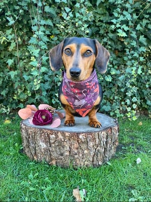 Cici