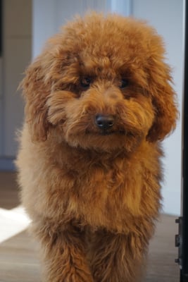 Simba