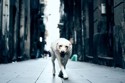 ONA - we have more dogs (assistance and therapy dogs) & Bubu