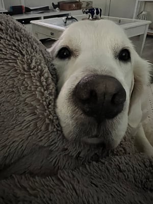 Ludo