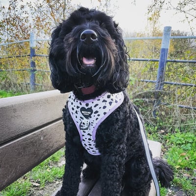 Pippin