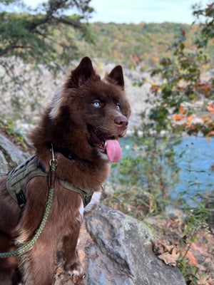 Kovu