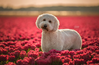 Balou
