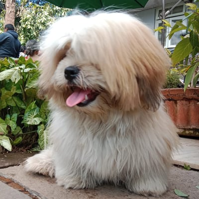 Simba