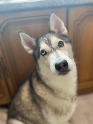 Nova
