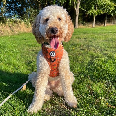 Cooper