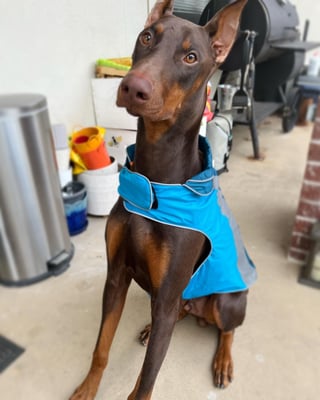 Zeus
