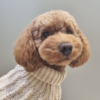 Teddy