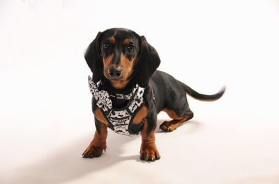 Rolo