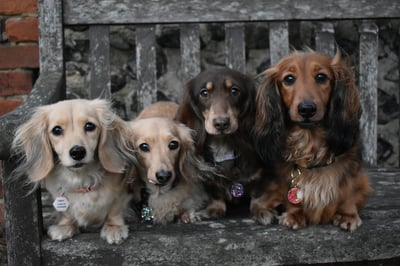 Cookie, Hattie, Slinky, Annie & Cookie +3