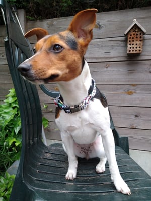 Lulu
