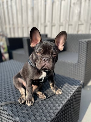 Mylo