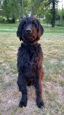 Ozzie