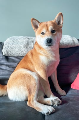 Kyubi