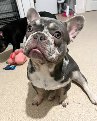 Reggie