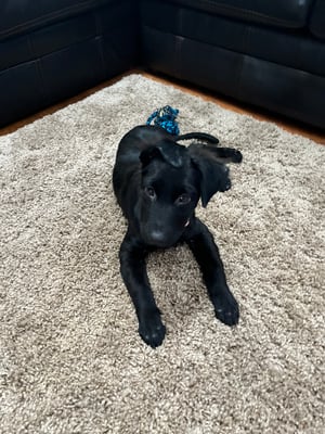 Bellatrix