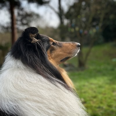 Zorro