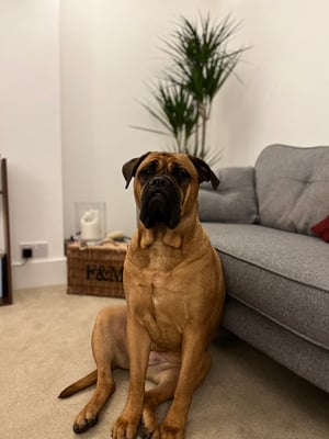 Koko